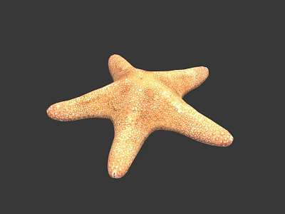 Orange Starfish With Five Arms And Textured Surface Isolated On Black Background 3d model