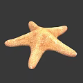 Orange Starfish With Five Arms And Textured Surface Isolated On Black Background