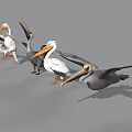 Pelicans In Various Postures Standing And Spreading Wings With White Gray Plumage