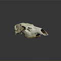 Detailed White Animal Skull Close Up View Against Gray Background With Reflection