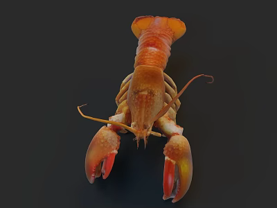 Orange Red Lobster With Large Claws And Detailed Body As Fresh Aquatic Seafood Creature 3d model