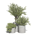 Three Bonsai Plants in White Cylindrical Pots with Lush Green Foliage