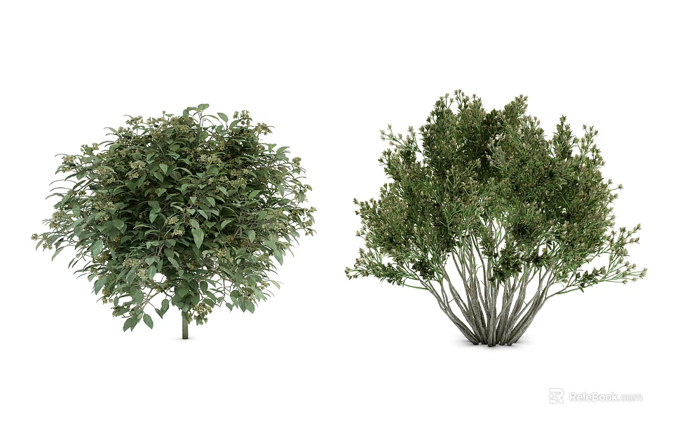 Two Evergreen Shrubs With Dense Foliage And Single Or Multiple Branches For Gardens 3d model 