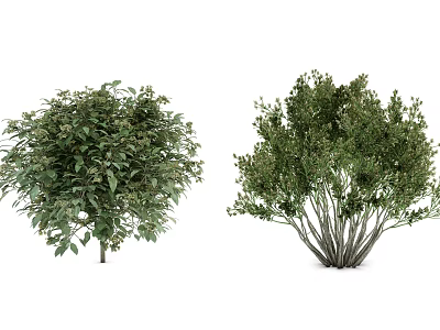 Two Evergreen Shrubs With Dense Foliage And Single Or Multiple Branches For Gardens 3d model