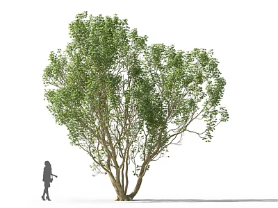 Tall Leafy Tree With Lush Green Leaves Multiple Trunks And Person Silhouette 3d model