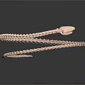 Coiled Rose Gold Snake Skeleton Organ with Dark Background Reflection