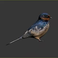 Vibrant Blue and Orange Swallow Standing on Black Reflective Surface with Gray Gradient Background 3d model