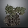 Decorative Rock Garden Model With Green Trees And Exposed Roots
