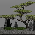 Courtyard Garden Design Featuring Styled Pine Tree Gray Rocks And Gravel Ground With Green Grass