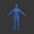Medical Device 3D Human Anatomy Model Showing Muscles And Internal Organs