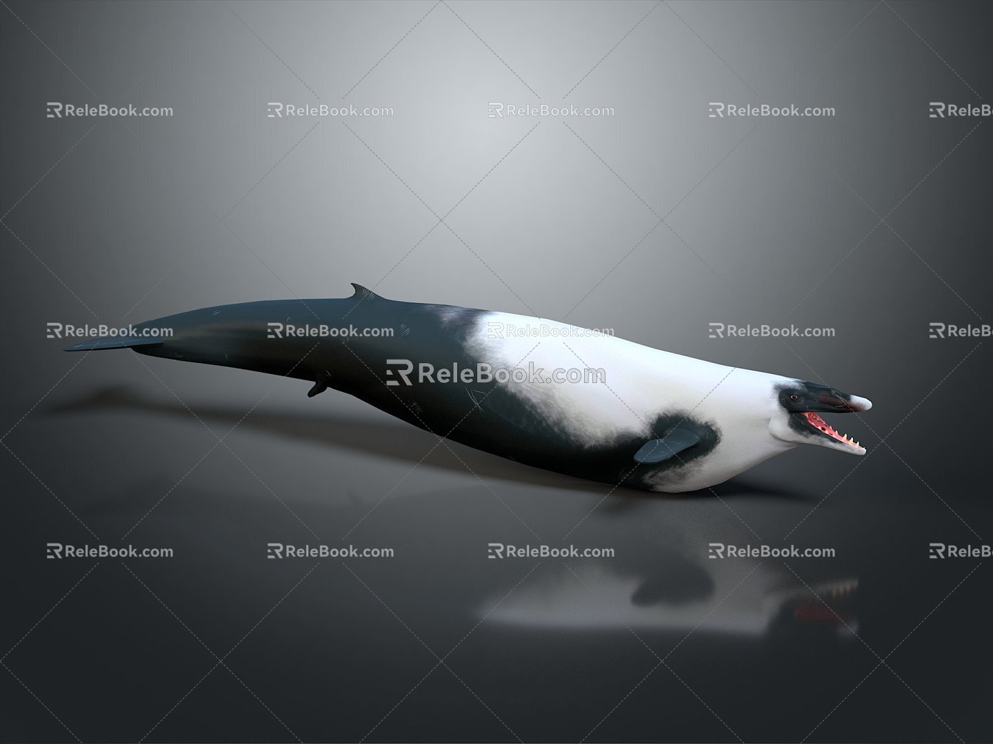 Modern Dolphin Spots Dolphin Cartoon Dolphin Animation Dolphin 3d model