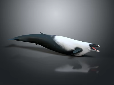 Aquatic Animal Orca Whale Featuring Black And White Color And Open Mouth 3d model