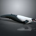 Aquatic Animal Orca Whale Featuring Black And White Color And Open Mouth