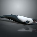 Modern Dolphin Spots Dolphin Cartoon Dolphin Animation Dolphin 3d model