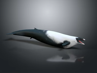 Aquatic Animal Orca Whale Featuring Black And White Color And Open Mouth 3d model