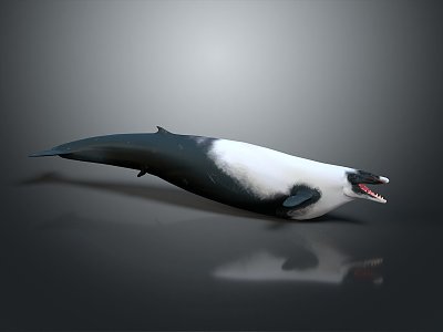 Modern Dolphin Spots Dolphin Cartoon Dolphin Animation Dolphin 3d model