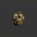 Detailed Animal Skull Skeleton With Visible Teeth And Natural Bone Texture