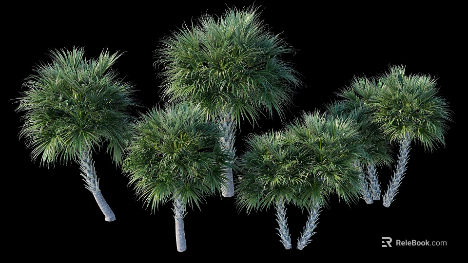 Multiple Tropical Palm Trees With Green Fronds And White Trunks In Landscape 3d model 