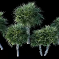 Multiple Tropical Palm Trees With Green Fronds And White Trunks In Landscape