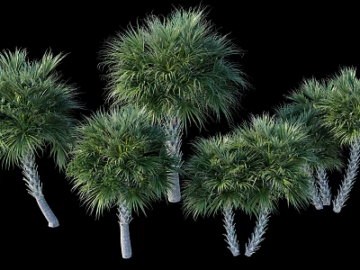 Multiple Tropical Palm Trees With Green Fronds And White Trunks In Landscape 3d model
