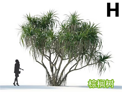Tall Palm Tree With Long Green Leaves And Human Figure For Size Reference 3d model