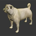 Light Beige Pug Standing Alert On Dark Background With Curled Tail 3d model