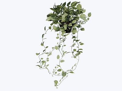 Indoor Hanging Bonsai Potted Plant With Green Trailing Vines And Lush Leaves 3d model