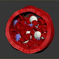 Anatomical View of Red Tubular Organ with Hair-like Structures and Internal Flowing Granules