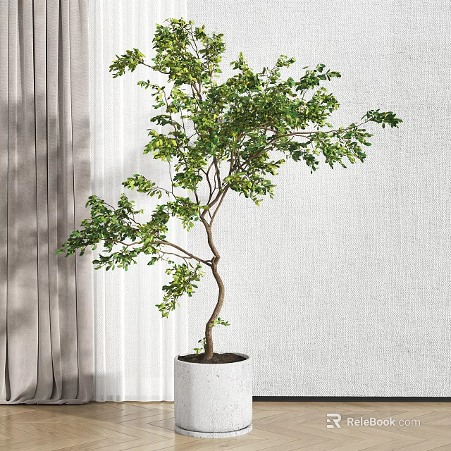 Green Leafy Arbor Tree In White Pot Against Curtain And Wall Background 3d model 