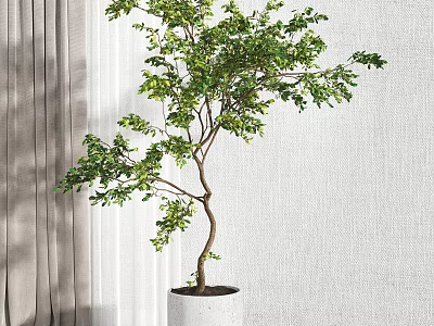 Green Leafy Arbor Tree In White Pot Against Curtain And Wall Background 3d model