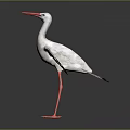 White Bird With Red Beak And Long Legs Spread Wings On Gray Background With Reflection