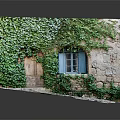 Lush Green Ivy Vines Growing On Stone Wall With Blue Window And Wooden Door