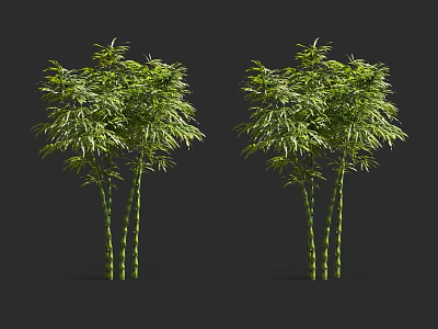 Lush Green Bamboo Plants With Vibrant Leaves And Sturdy Green Stems 3d model
