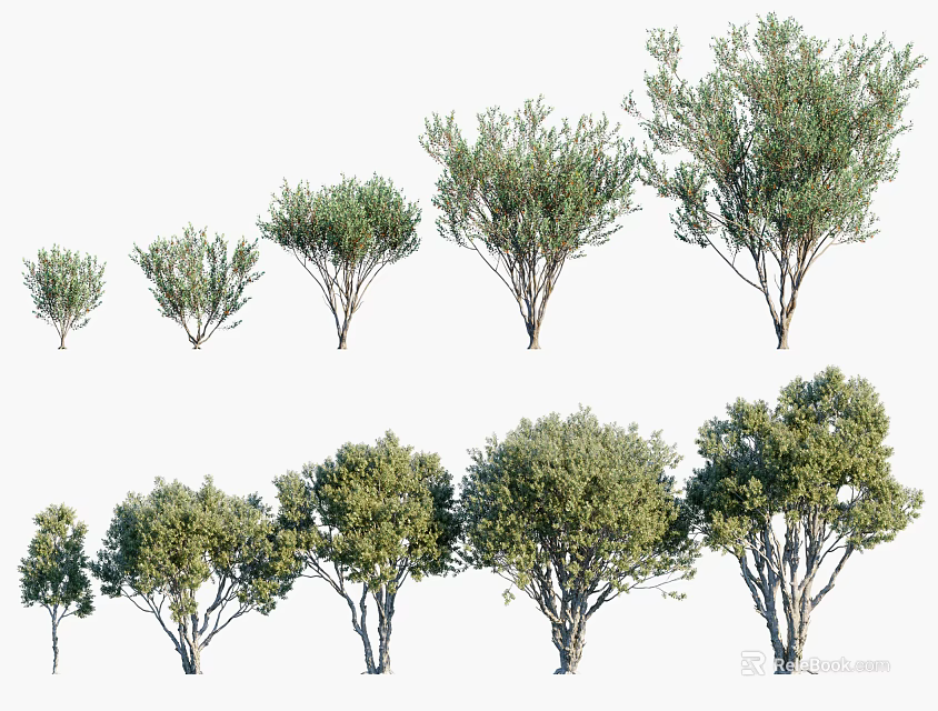 Evergreen Trees In Different Growth Stages With Various Sizes And Lush Foliage 3d model 