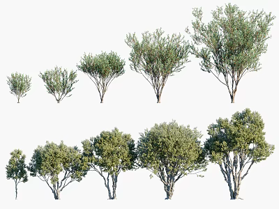 Evergreen Trees In Different Growth Stages With Various Sizes And Lush Foliage 3d model