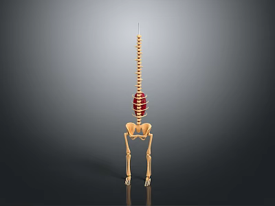 Anatomical 3D Model Of Human Organ And Hair With Spine Pelvis Structure 3d model