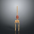 Anatomical 3D Model Of Human Organ And Hair With Spine Pelvis Structure