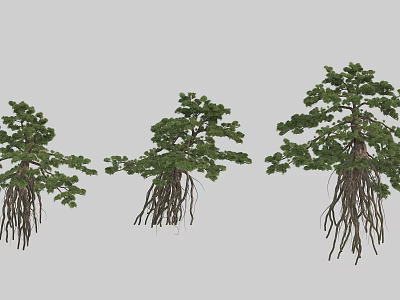 Lush Foliage Trees With Exposed Roots and Varied Growth Forms 3d model