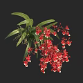 Blooming Red And White Orchid Flowers With Green Leaves And Lush Vines