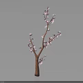 Pink Flowering Tree Branch With Brown Stem And Blooms Against Dark Background