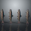 Catfish Carp Sturgeon Bass Freshwater Fish Various Carp Grass Carp Crucian Carp 3d model