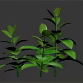 Two Green Plants With Lush Green Leaves Against Black Background 3d model