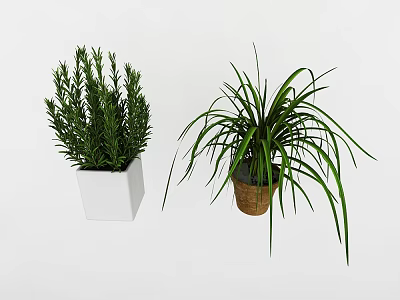 Hanging Basket Plants With Long Green Leaves And White Square Potted Plant 3d model