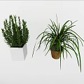 Hanging Basket Plants With Long Green Leaves And White Square Potted Plant