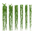 Lush Green Hanging Vines With Various Trailing Styles And Dense Leafy Foliage