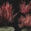 Ornamental Bushes With Red Pink Leaves And Lush Branchy Growth For Garden Decor