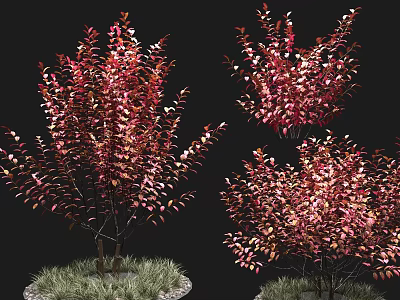 Ornamental Bushes With Red Pink Leaves And Lush Branchy Growth For Garden Decor 3d model