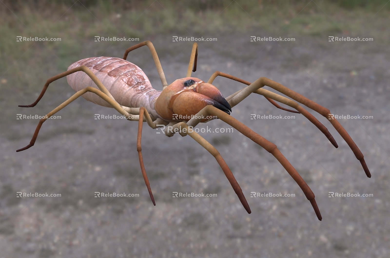 modern camel spider wind scorpion camel spider biological animal insect 3d model