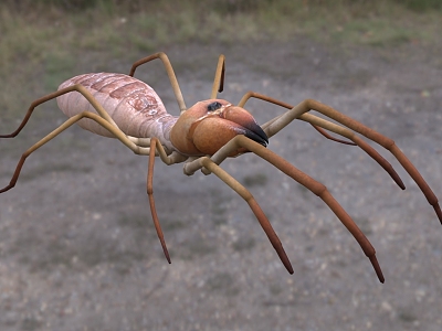 modern camel spider wind scorpion camel spider biological animal insect 3d model