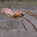 modern camel spider wind scorpion camel spider biological animal insect 3d model